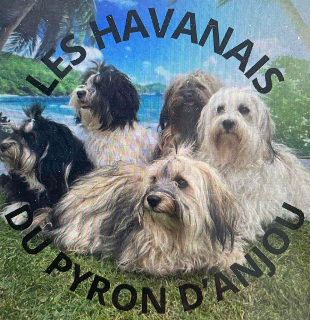 Les Havanais Du Pyron D'Anjou - ADN reproducteur obligatoire