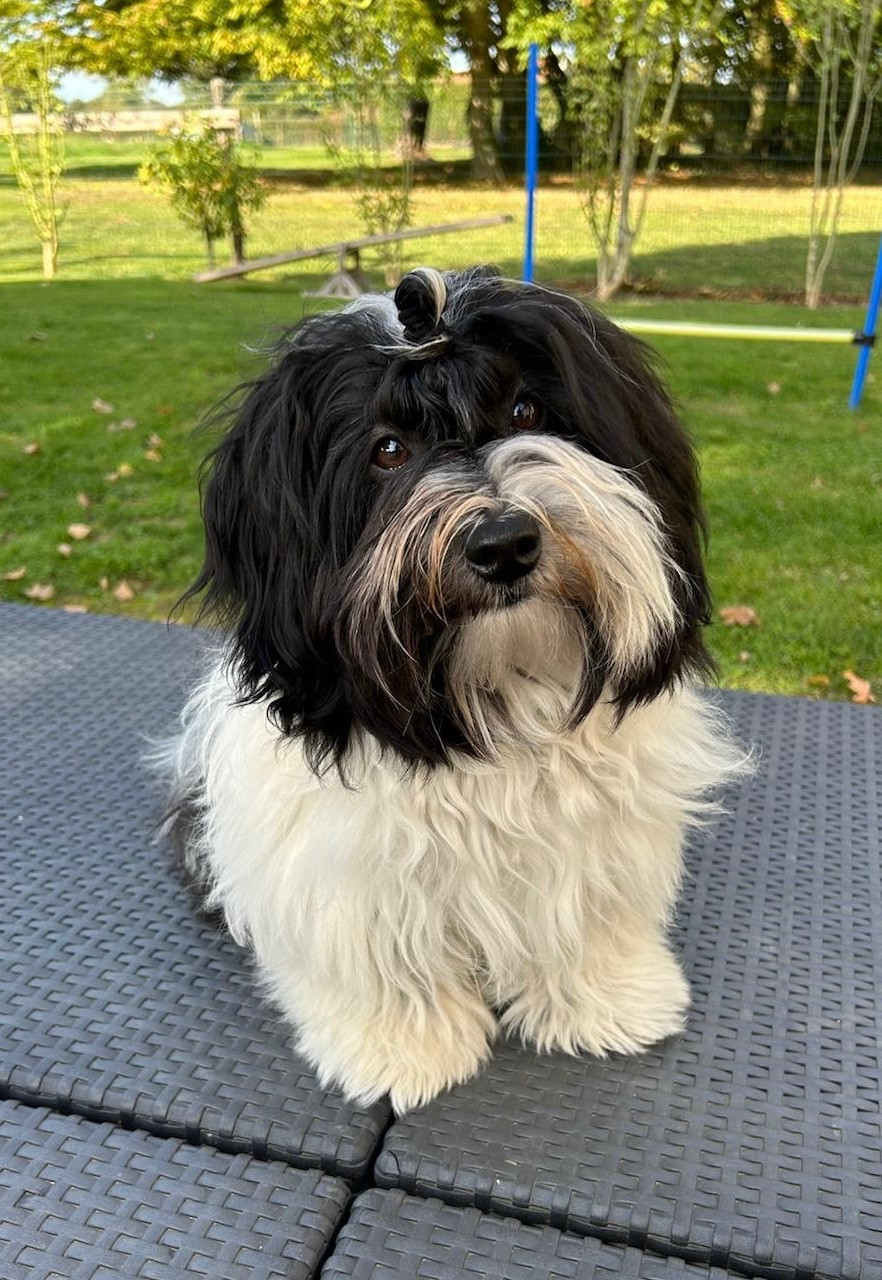 Aristo Les Havanais Du Pyron D'Anjou