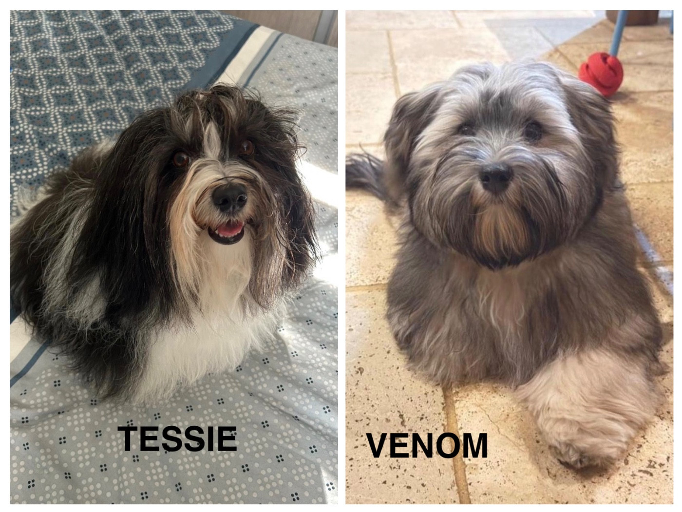 Saillie de TESSIE réalisée le 27 octobre 2025