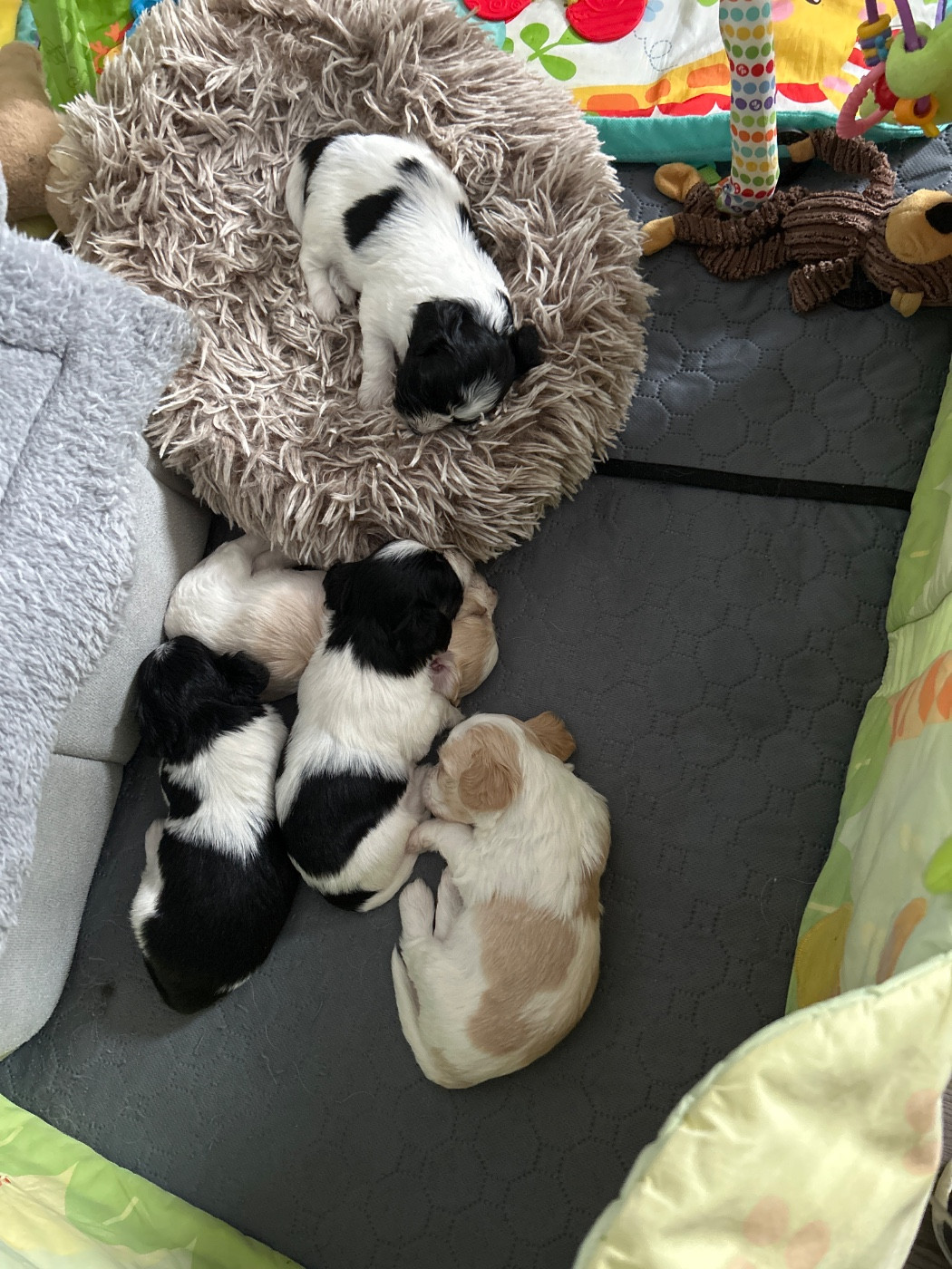 Chiots disponible à la réservation nés le 16/05/2026