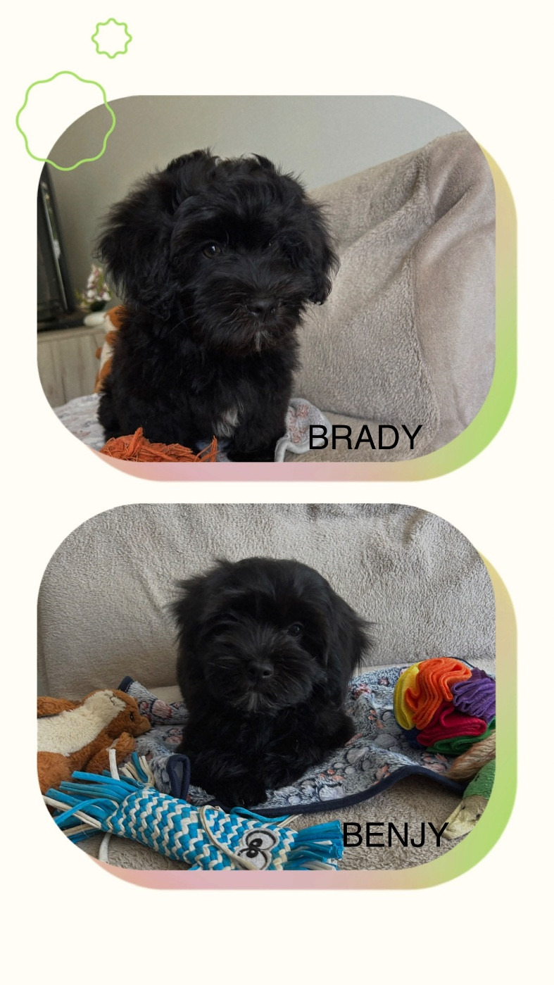 2 adorables chiots noirs disponible nés le 16/05/2026