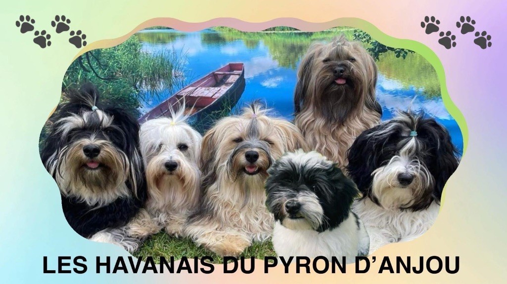 Les Havanais Du Pyron D'Anjou - ADN reproducteur obligatoire