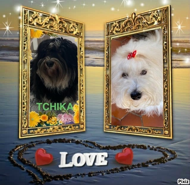 Portée TCHIKA mise bas le 28/10/2023