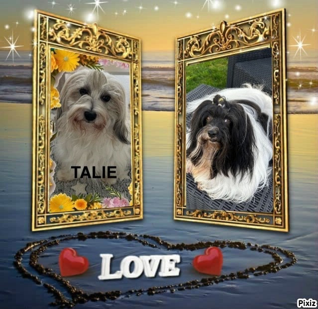 Portée TALIE mise bas le 26/01/2024