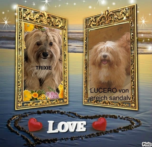 Portée TRIXIE mise bas le 25/07/2024