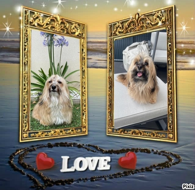 Portée TRIXIE mise bas le 31 juillet 2025