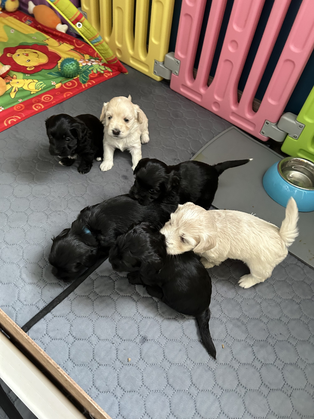 Chiot Bichon Havanais Les Havanais Du Pyron D'Anjou