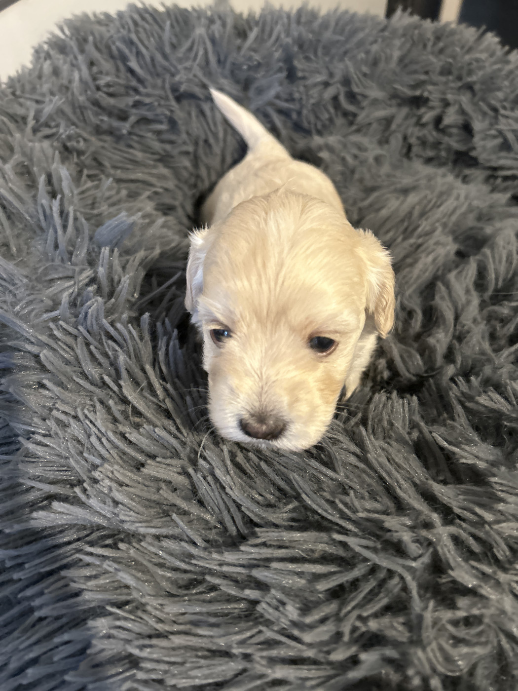 Les Havanais Du Pyron D'Anjou - Chiots disponibles - Bichon Havanais