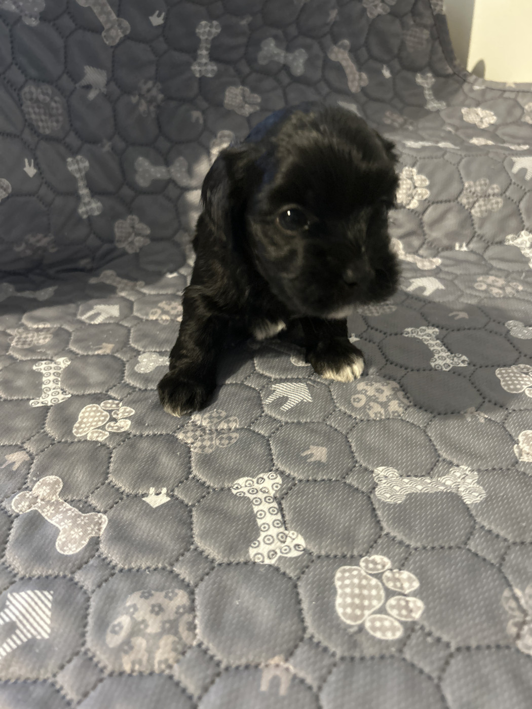 Les Havanais Du Pyron D'Anjou - Chiots disponibles - Bichon Havanais