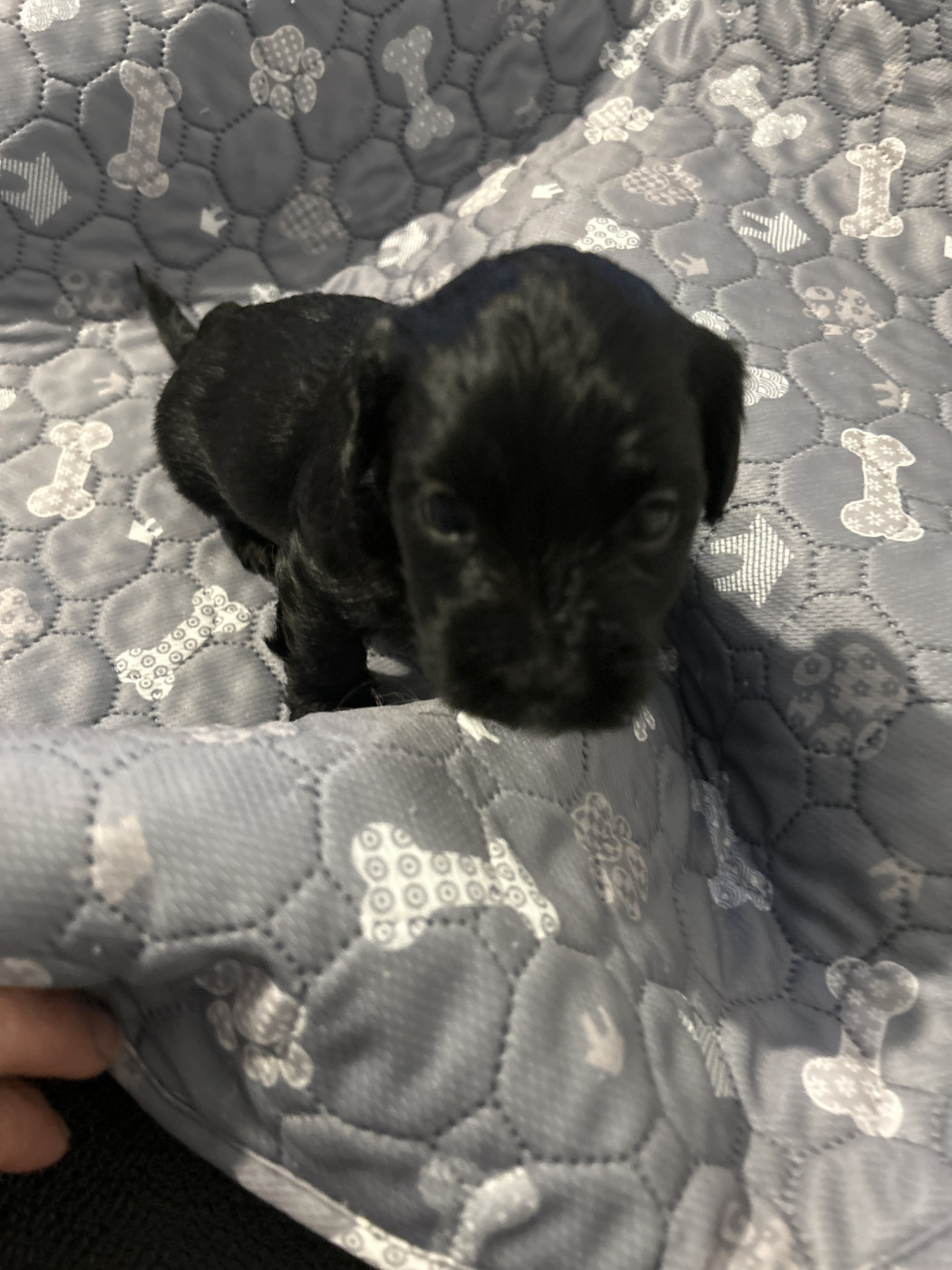 Les Havanais Du Pyron D'Anjou - Chiots disponibles - Bichon Havanais