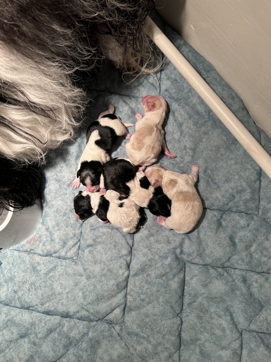 Chiot Bichon Havanais Les Havanais Du Pyron D'Anjou