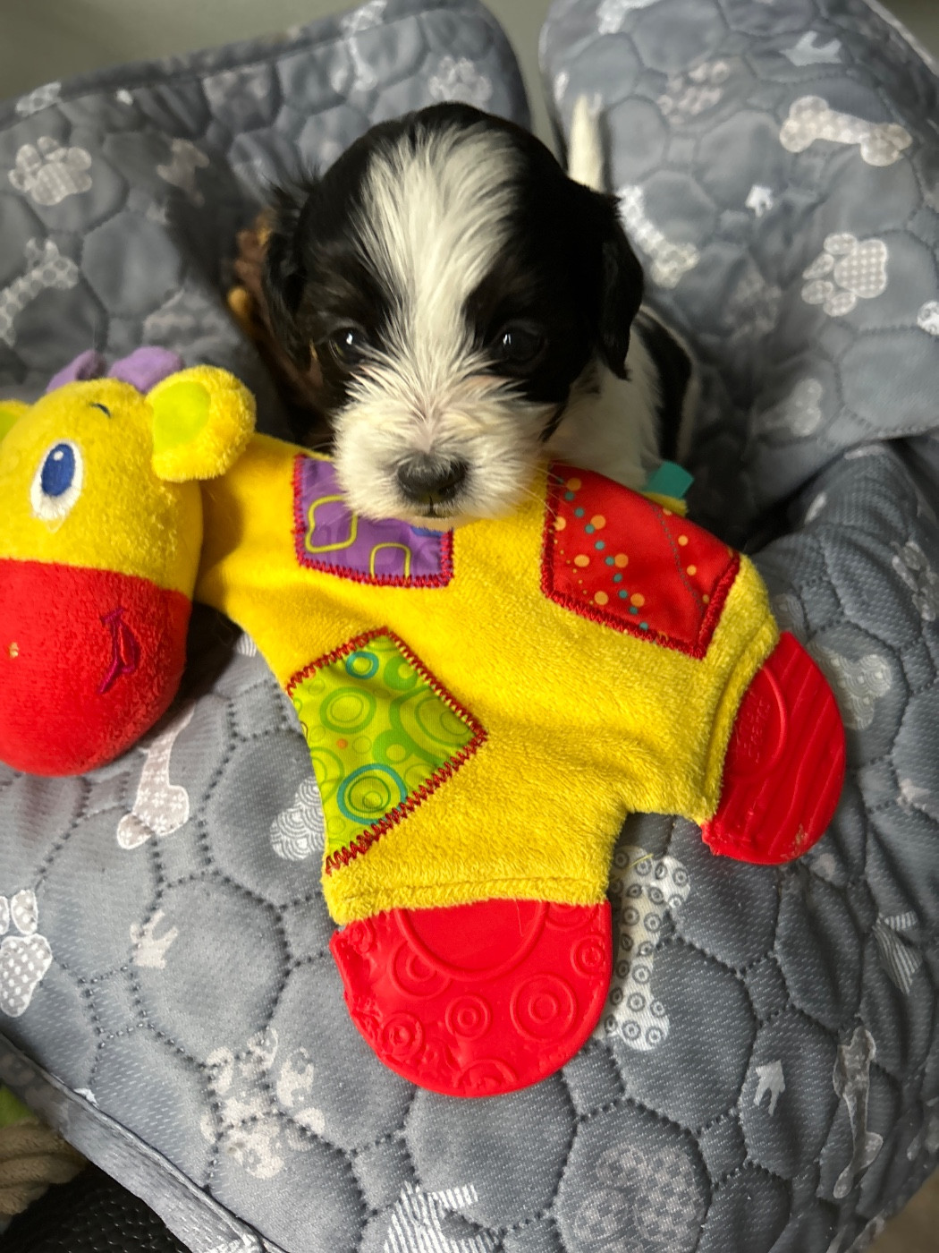 Les Havanais Du Pyron D'Anjou - Chiots disponibles - Bichon Havanais