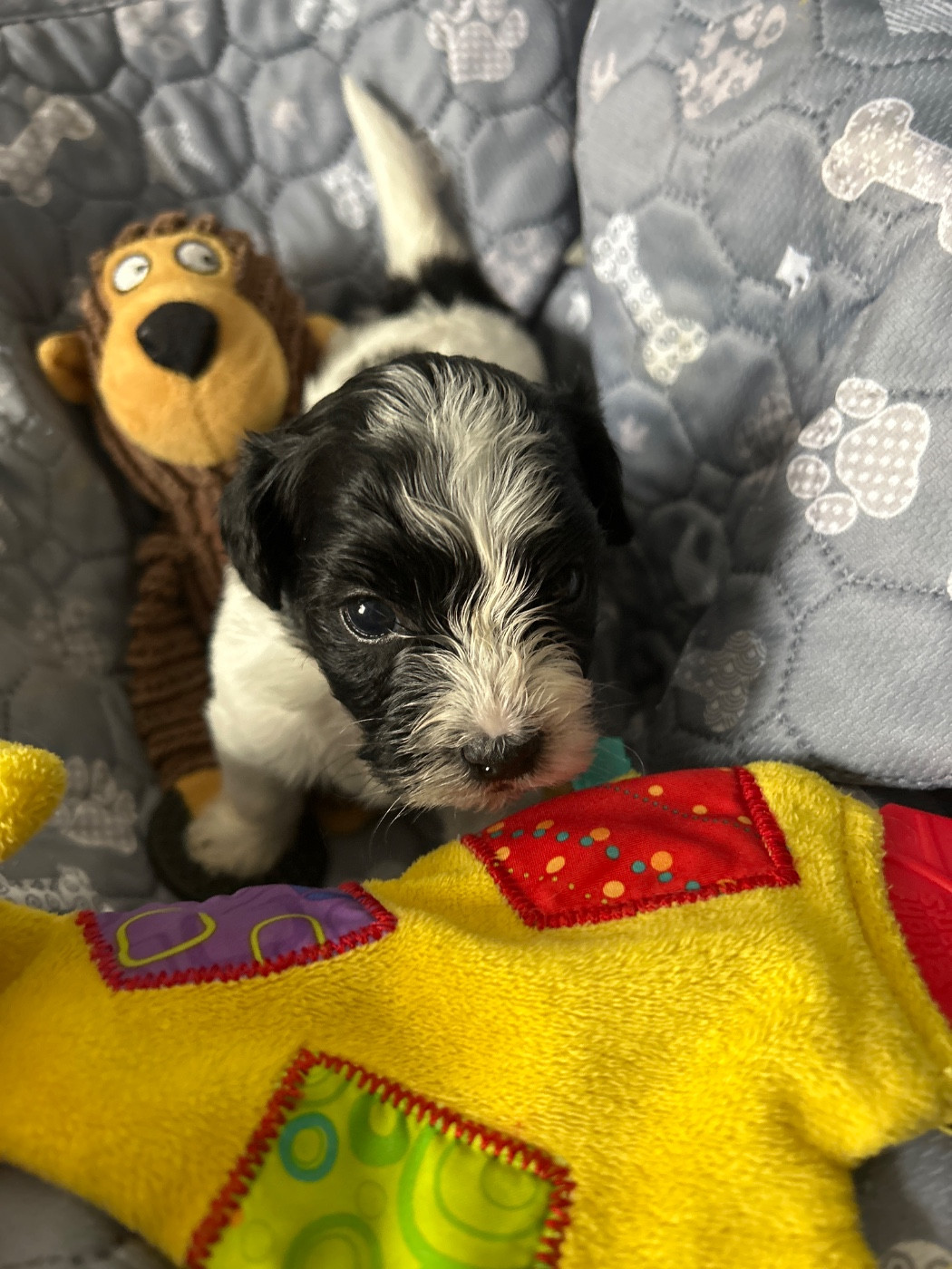 Les Havanais Du Pyron D'Anjou - Chiots disponibles - Bichon Havanais