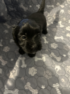 BENJI