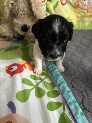 BILBO