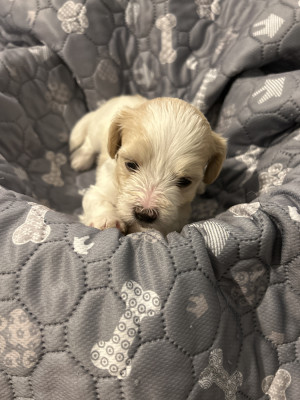 BAYLA