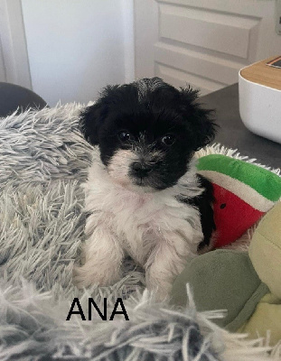 ANA